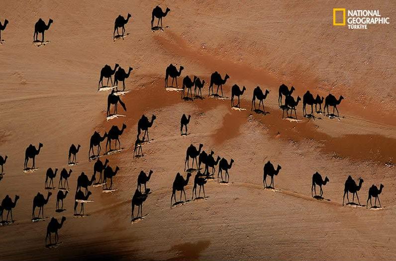 camels_shadow